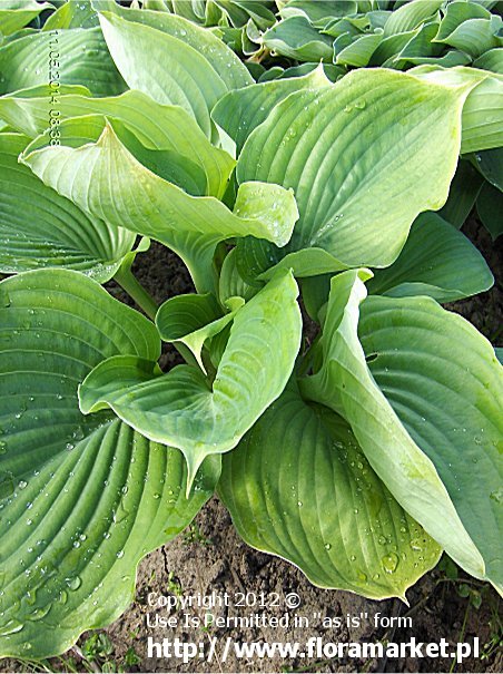 funkia  'Lady Isobell Barnett' Hosta  