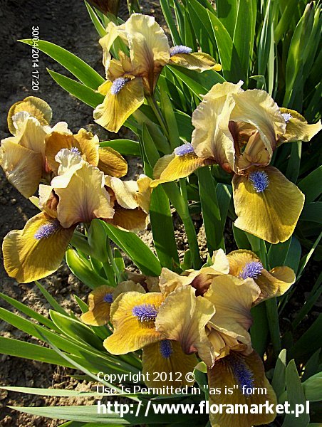 kosaciec niski  'Gingerbread Man' Iris barbata nana  irys