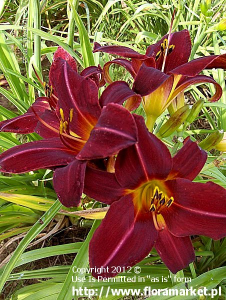 Hemerocallis  "Dominic" (liliowiec)