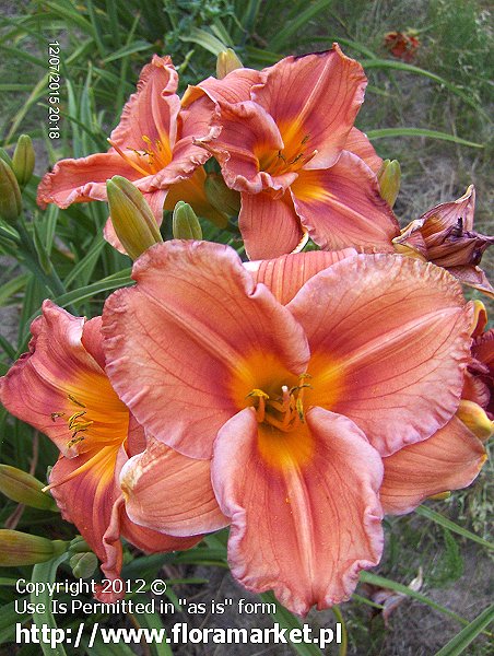 Hemerocallis  "Sand Sandals" (liliowiec)