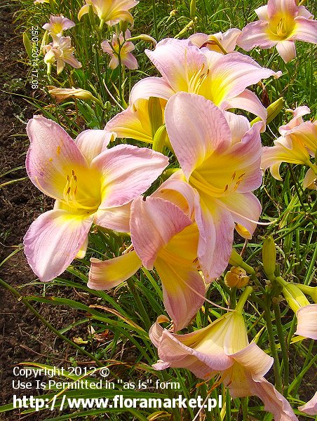 liliowiec  'Catherine Woodbery' Hemerocallis  