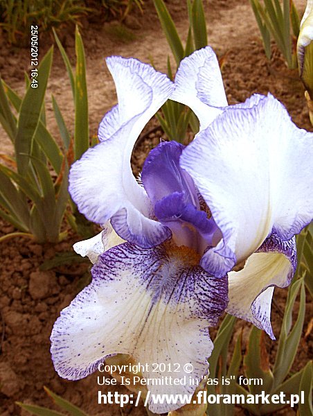 Iris barbata  "Orinoco Flow" (kosaciec bródkowy)