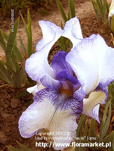 Iris barbata  "Orinoco Flow" (kosaciec brdkowy)