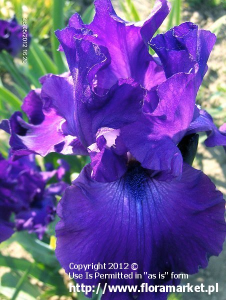 kosaciec bródkowy  'Titan's Glory' Iris barbata  irys