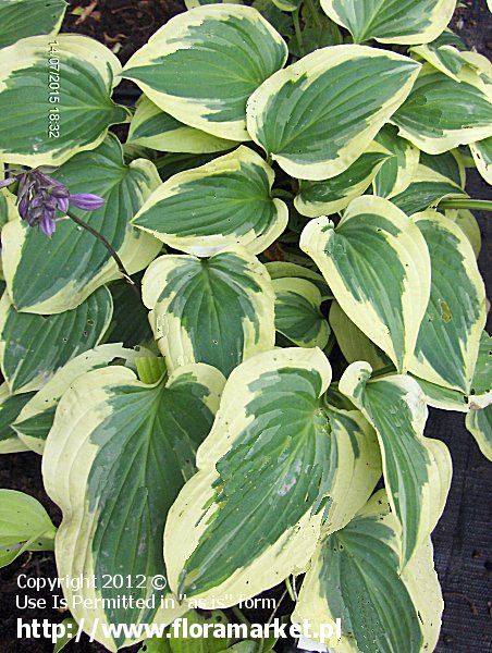 Hosta  "Pilgrim" (funkia)