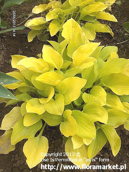 funkia  'Hydon Sunset' Hosta  