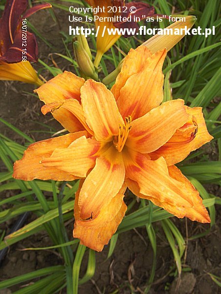 liliowiec rdzawy  'Kwanso Variegata' Hemerocallis fulva  