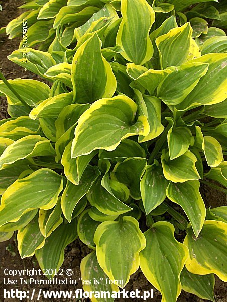 Hosta  "Golden Tiara" (funkia)