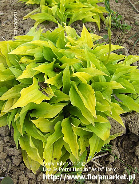 funkia  'Lemon Delight Aurea' Hosta  