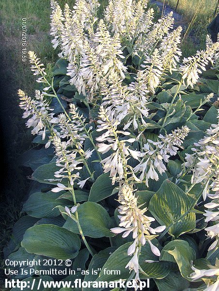 funkia  'Blue Wedgwood' Hosta  