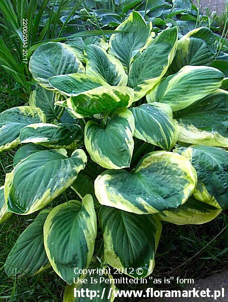 Hosta  "Carnival" (funkia)