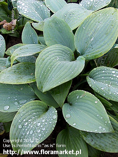 Hosta  "Fragrant Blue" (funkia)