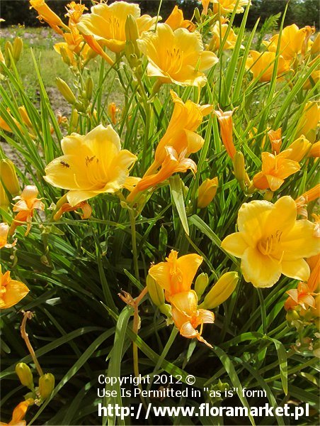 Hemerocallis  "Stella de Oro" (liliowiec)