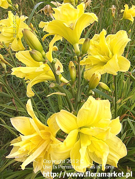 liliowiec  'Double River Wye' Hemerocallis  