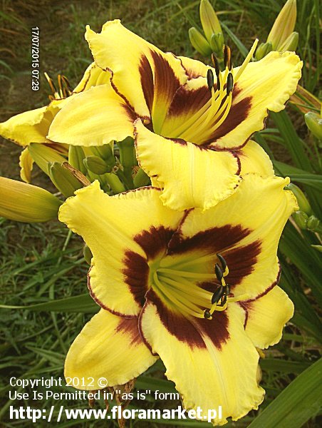 liliowiec  'El Desperado' Hemerocallis  