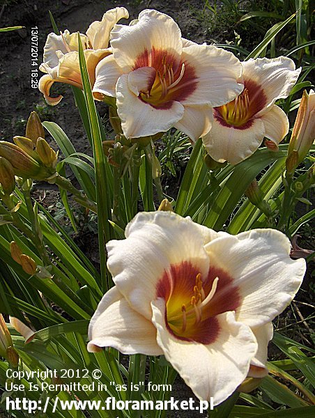 Hemerocallis  "Pandora's Box" (liliowiec)