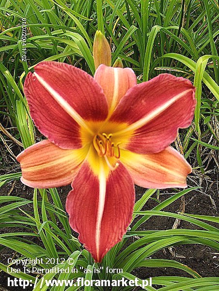 Hemerocallis  "Bold Ruler" (liliowiec)