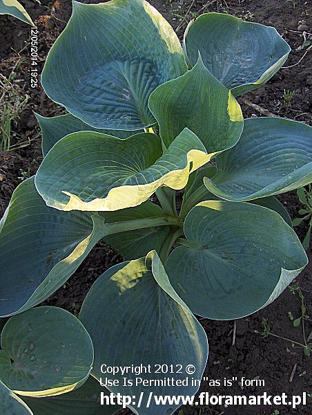 Hosta  "Abiqua Drinking Gourd" (funkia)