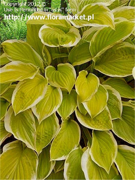 Hosta  "American Dream" (funkia)