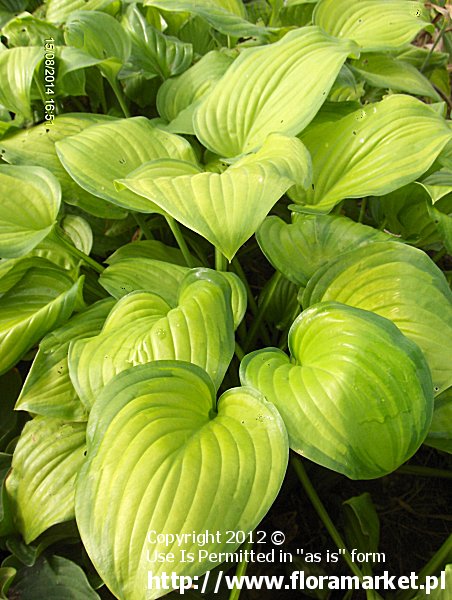 funkia  'Guacamole' Hosta  