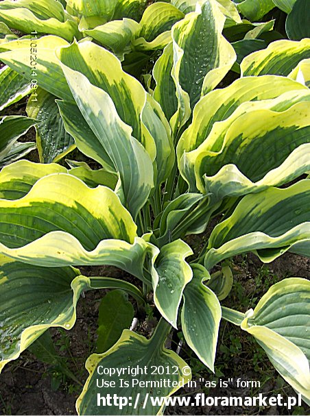 Hosta  "Showboat" (funkia)