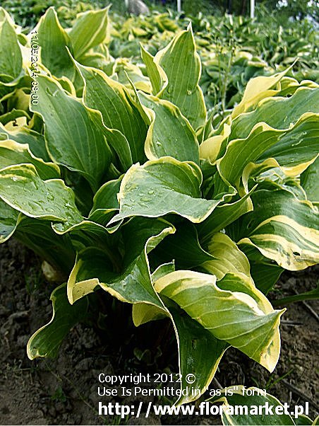 Hosta  "Torchlights" (funkia)