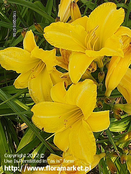 liliowiec  'Mary Todd' Hemerocallis  