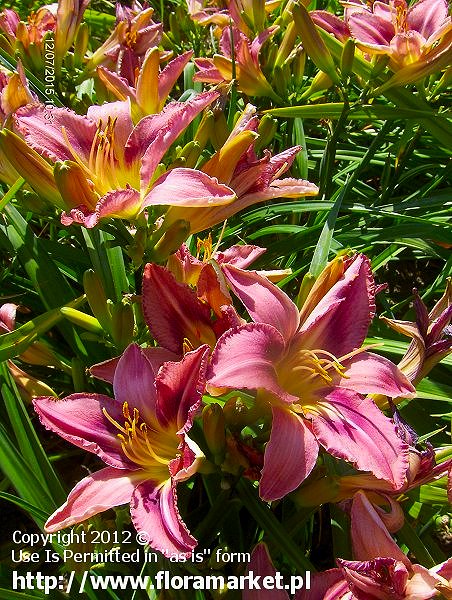 liliowiec  'Purple Bicolor' Hemerocallis  