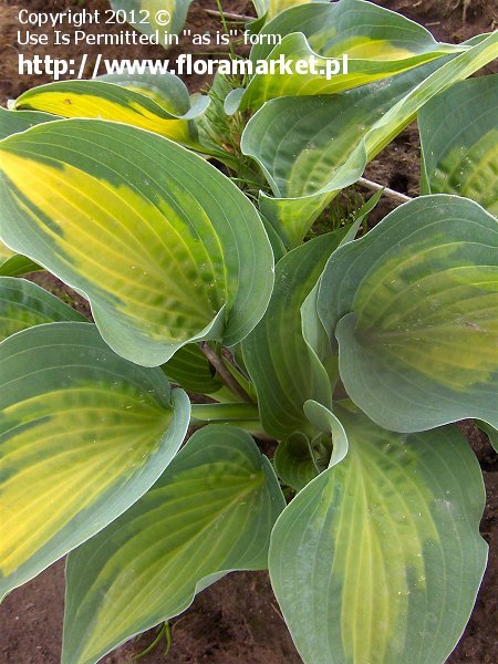 Hosta  "Paradise Glory" (funkia)