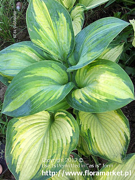 funkia  'Super Nova' Hosta  