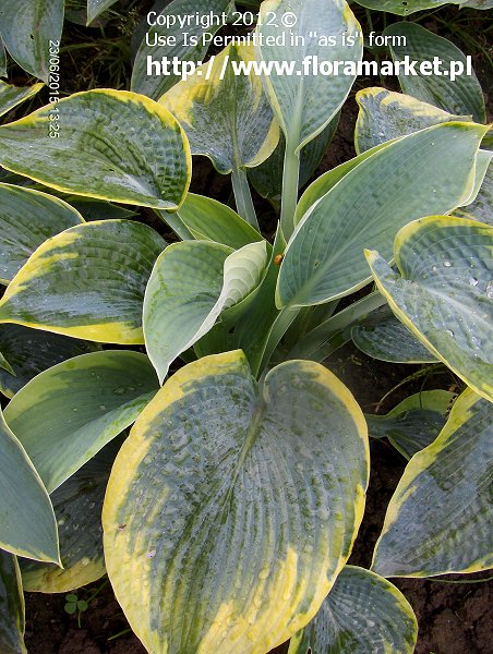 funkia  'Tokudama Flavocircinalis' Hosta  