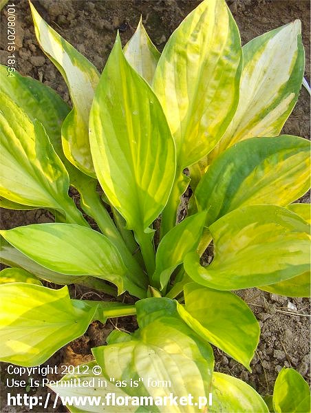 Hosta  "Dance With Me" (funkia)