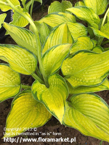 Hosta  "Paradigm" (funkia)