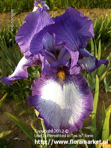 Iris barbata  "Everywhere" (kosaciec bródkowy)