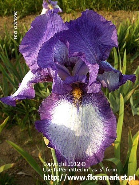 Iris barbata  "Everywhere" (kosaciec brdkowy)