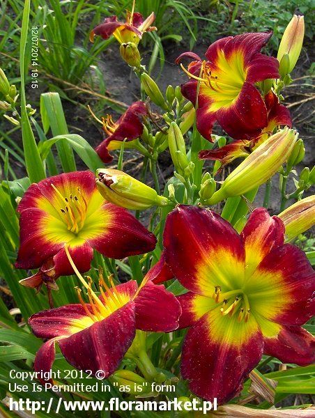 Hemerocallis  "Christmas Is" (liliowiec)