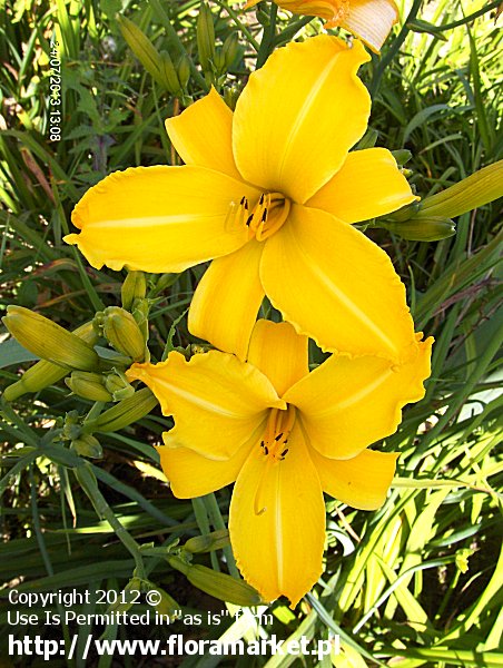 Hemerocallis  "Chicago Sunrise" (liliowiec)