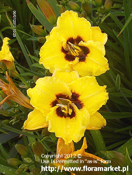 Hemerocallis  "Siloam Bumblebee" (liliowiec)