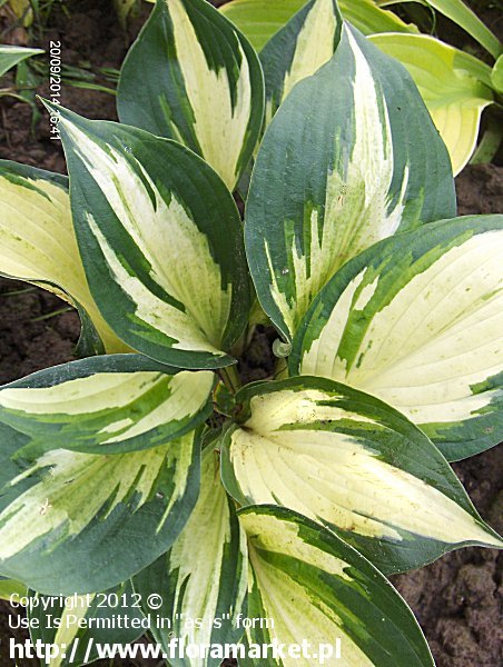 Hosta  "Eternal Flame" (funkia)