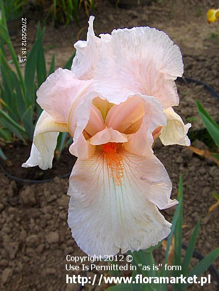 Iris barbata  "Party Dress" (kosaciec brdkowy)