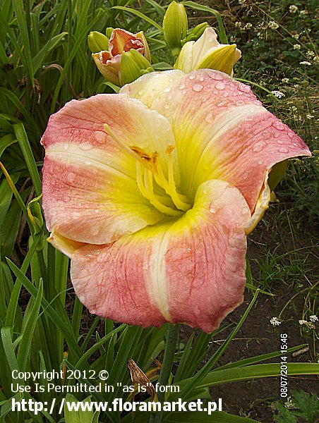 liliowiec  'Cherry Tiger' Hemerocallis  