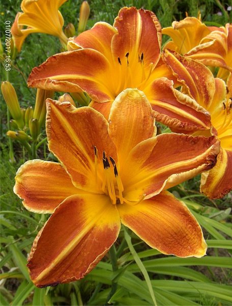 Hemerocallis  "Shola" (liliowiec)