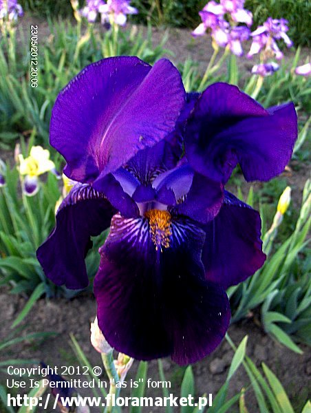 kosaciec brdkowy  'Bishop's Robe' Iris barbata  irys