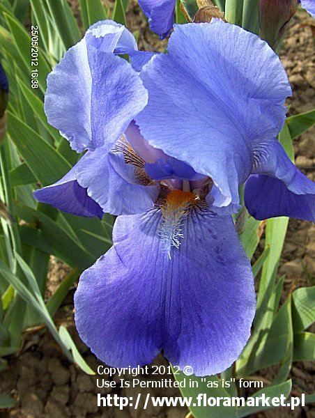 Iris barbata  "Blue Rhythm" (kosaciec brdkowy)