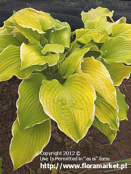 funkia  'Lakeside Cha Cha' Hosta  