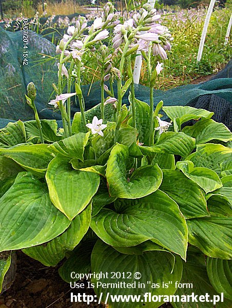 Hosta  "Abiqua Moonbeam" (funkia)