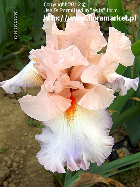 Iris barbata  "Celebration Song" (kosaciec brdkowy)