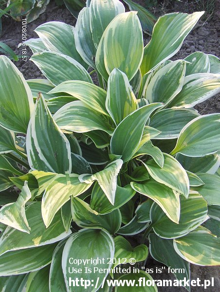 funkia  'Emily Dickinson' Hosta  