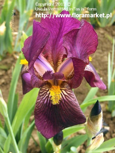 Iris barbata  "Red Orchid" (kosaciec brdkowy)