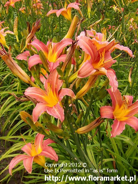 liliowiec  'Pink Damask' Hemerocallis  